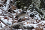 Hot Springs National Park Ice Snow Junco