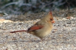 Hot Springs National Park Trails Tufa Terrace Cardinal Female