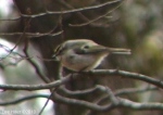 Hot Springs Mountain Trail West Golden-Crowned Kinglet