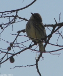 Hot Springs Mountain Trail Pagoda Yellow-Rumped Warbler