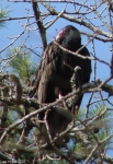 Hot Springs National Park, Arkansas Turkey Vulture No2