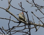 Peak Trail Female Red-Bellied Woodpecker