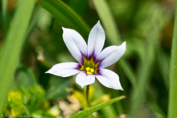 HSNP Carriage Road Annual blue-eyed grass