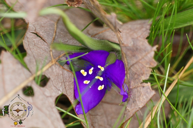 HSNP Upper Dogwood Trail Purple Spiderwort