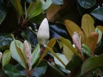 Southern Magnolia Bud